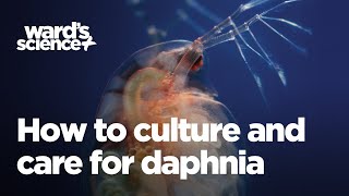 Caring and Culturing for Daphnia [upl. by Nipha911]