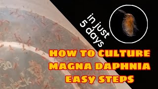 How to Culture Magna Daphnia Easily [upl. by Lerrej130]