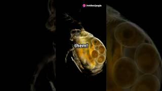 How to culture Daphnia for your Aquarium [upl. by Jadd156]