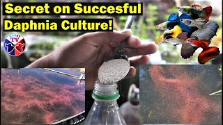 How to Culture Daphnia Successfully [upl. by Yunick]