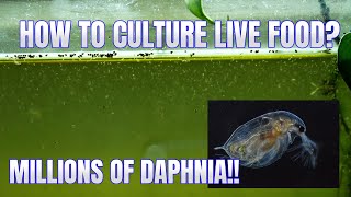 How to Culture Daphnia Secret Method to Breed MILLIONS  Simply Aquatic [upl. by Willow292]