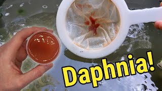 How I Culture Daphnia In Outdoor Tubs [upl. by Namus]