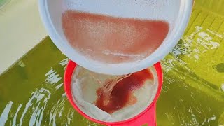 How to culture daphnia  Daphnia culture  How to grow daphnia outdoor [upl. by Alded]