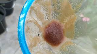 How to culture daphnia moina in a small container Part 1 English Subtitle [upl. by Bilski]