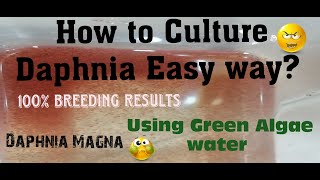 Daphnia MagnaHow to Culture Daphnia Easy wayCulturing Daphnia using Green water Daphnia [upl. by Airtina295]