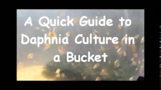 How to culture daphnia outside [upl. by Cooke]