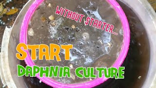 How to culture daphnia moina the easy way 1  Starting the Daphnia culture [upl. by Blaseio]