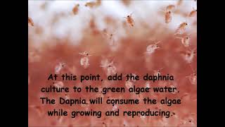 Daphnia  How to grow daphnia in your home [upl. by Nitsa]