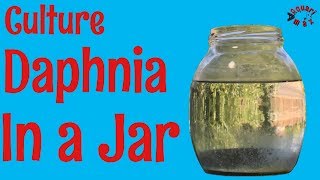 How to Culture Daphnia in a Jar [upl. by Kubiak]