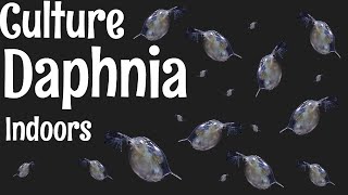 How to Culture Daphnia [upl. by Wera]