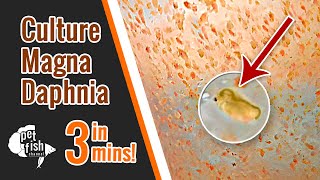 How to culture DAPHNIA MAGNA  The easy way [upl. by Sami]