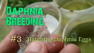 Daphnia Culture made simple and easy 3  Hatching Daphnia eggs [upl. by Innus]