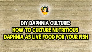 DIY Daphnia Culture How to Culture Nutritious Daphnia as Live Food for Your Fish [upl. by Christiansen583]