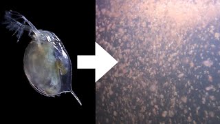 How I Culture Daphnia [upl. by Bruning]