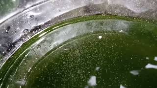 DAPHNIA MOINA CULTURE IN A SMALL BUCKET [upl. by Klemperer257]