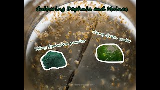 How To Culture Daphnia and Moinas using Green Water Spirulina powder [upl. by Carlen]