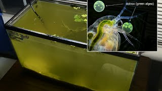 Raising Daphnia for the Freshwater Aquarium [upl. by Erastatus]