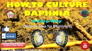 HOW TO CULTURE DAPHNIA In Easy Way [upl. by Metabel]